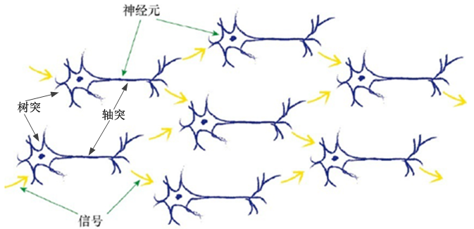 生物神经网络的简单原理在生物神经网络中,每个神经元的树突接受来自